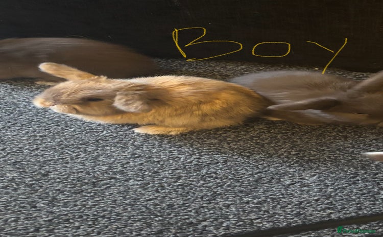 Mini Lop rabbits - Advert 11