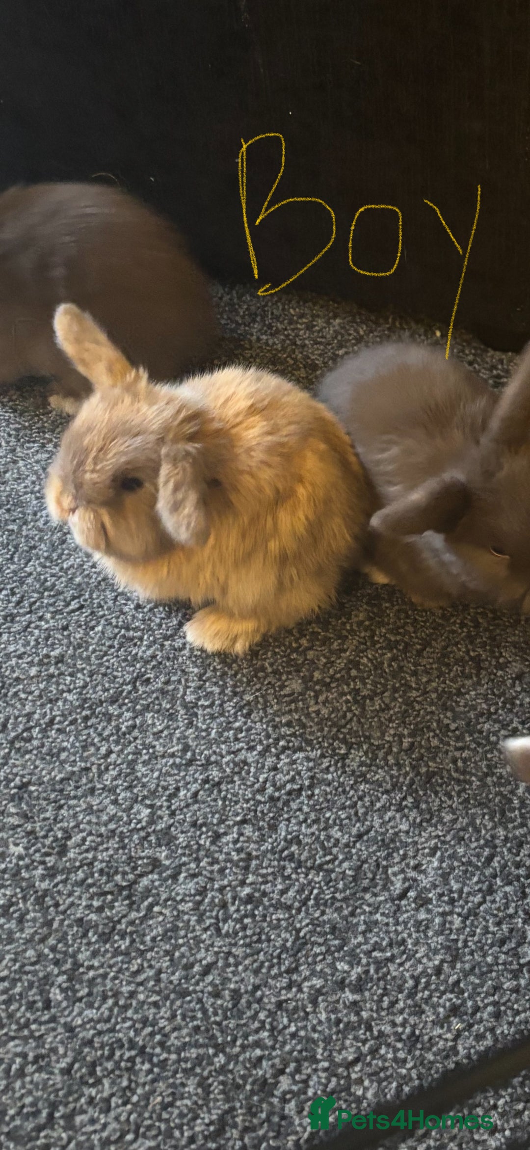 Mini Lop rabbits for sale: Pure breed Mini Lops - Image 2