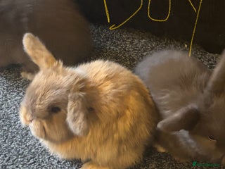 Mini Lop rabbits - Advert 5