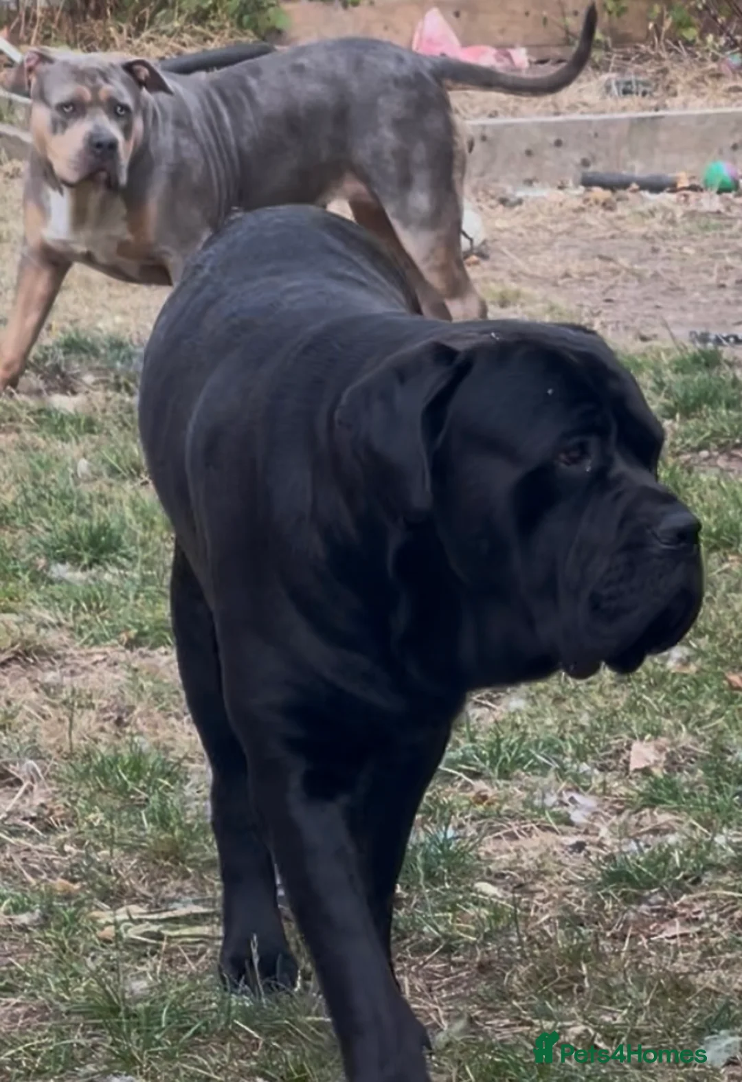 Cane Corso dogs for sale: Cane corso called Bear - Advert 3