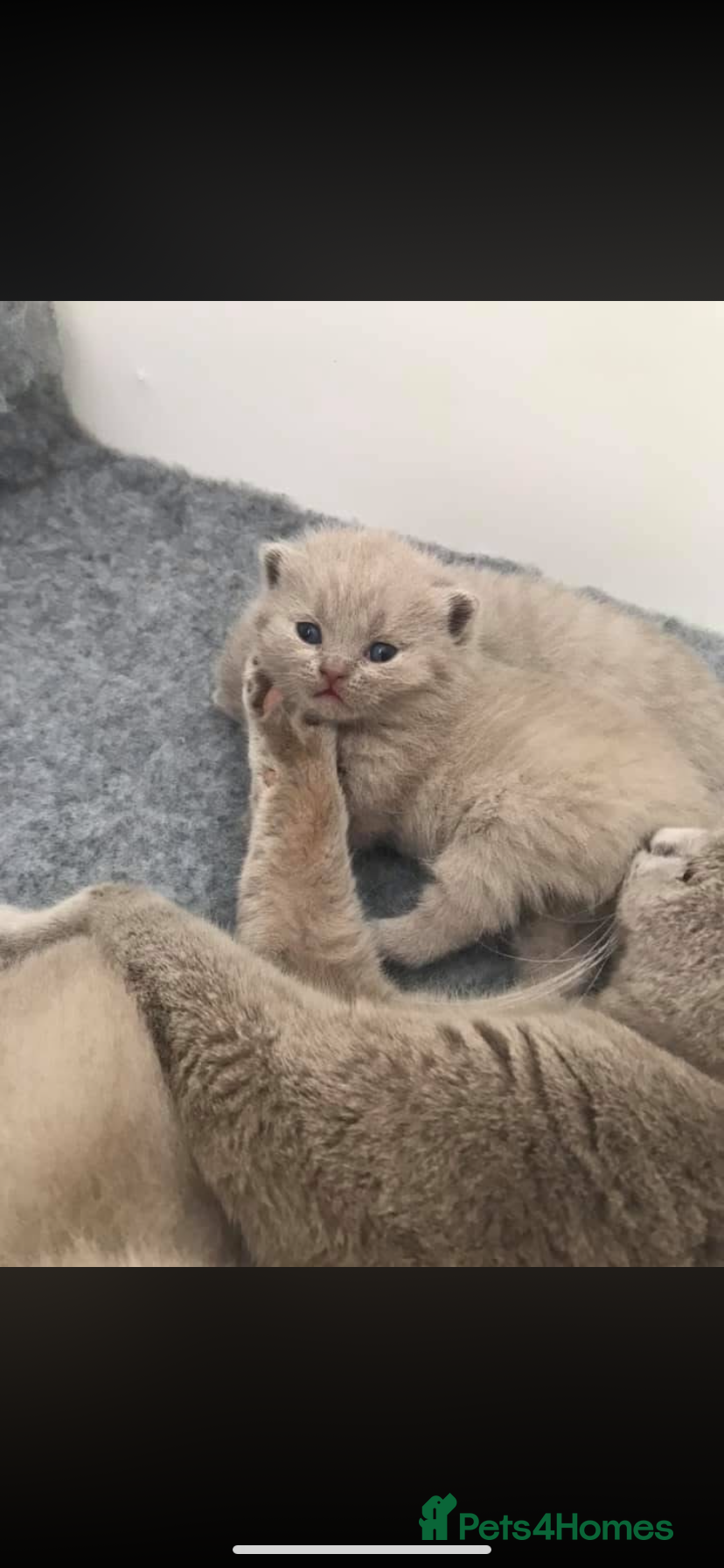 British Shorthair cats Chunky British short hair  - Advert 1
