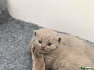 British Shorthair cats Chunky British short hair - Advert 15