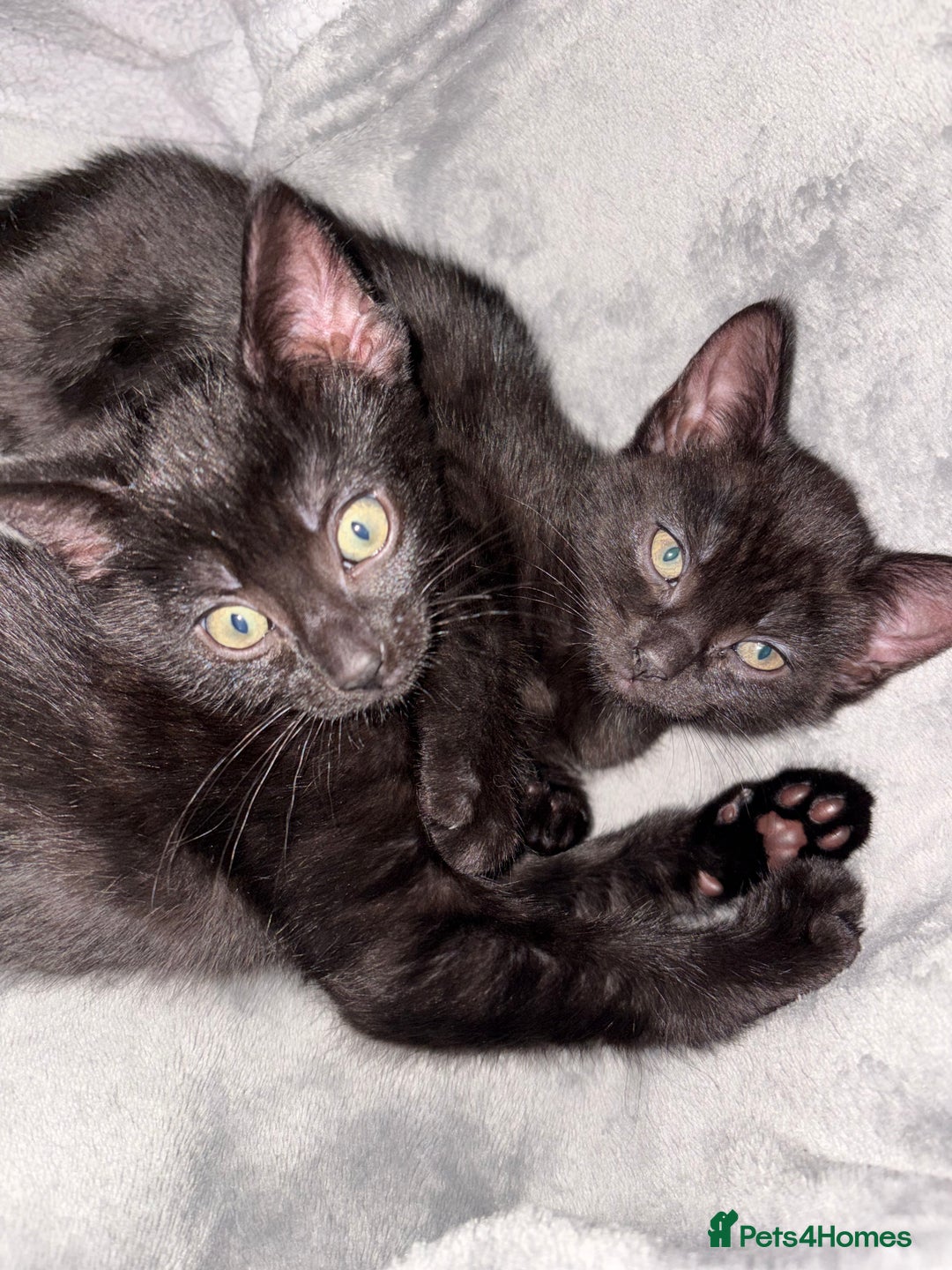 Mixed Breed cats for sale: girl kitten ready to go  - Advert 11