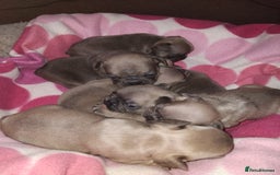 French Bulldog dogs for sale: French bulldog puppies - Image 5