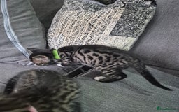 Savannah cats for sale: Savannah kittens ready to leave 24th October  - Image 31