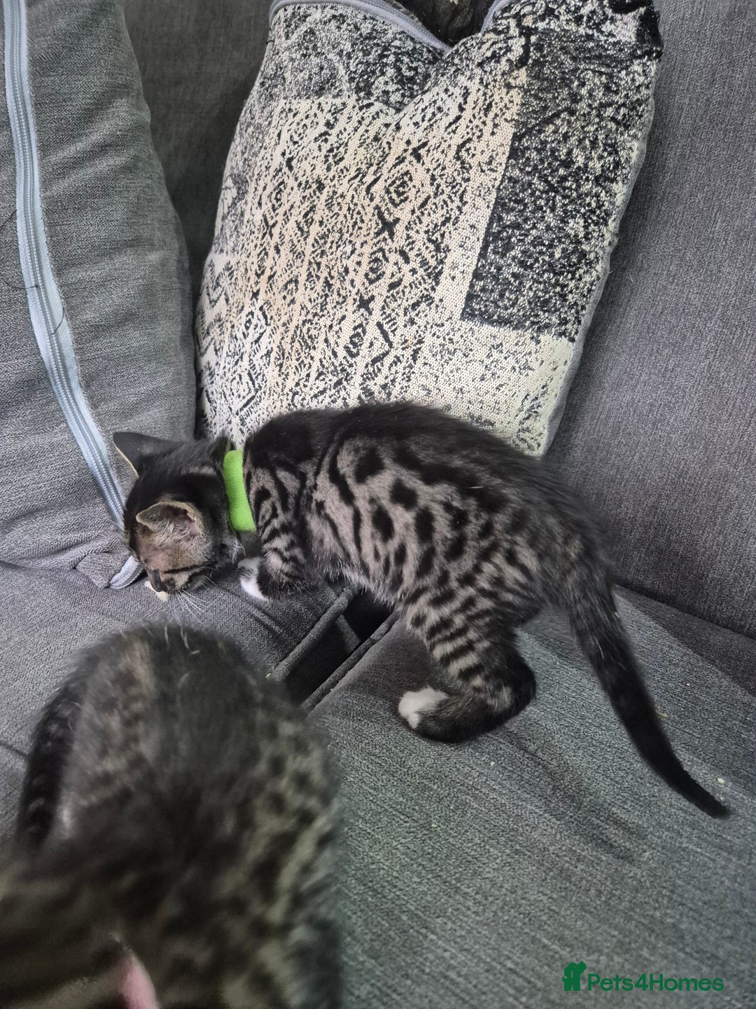 Savannah cats for sale: Savannah kittens ready to leave 24th October  - Image 31