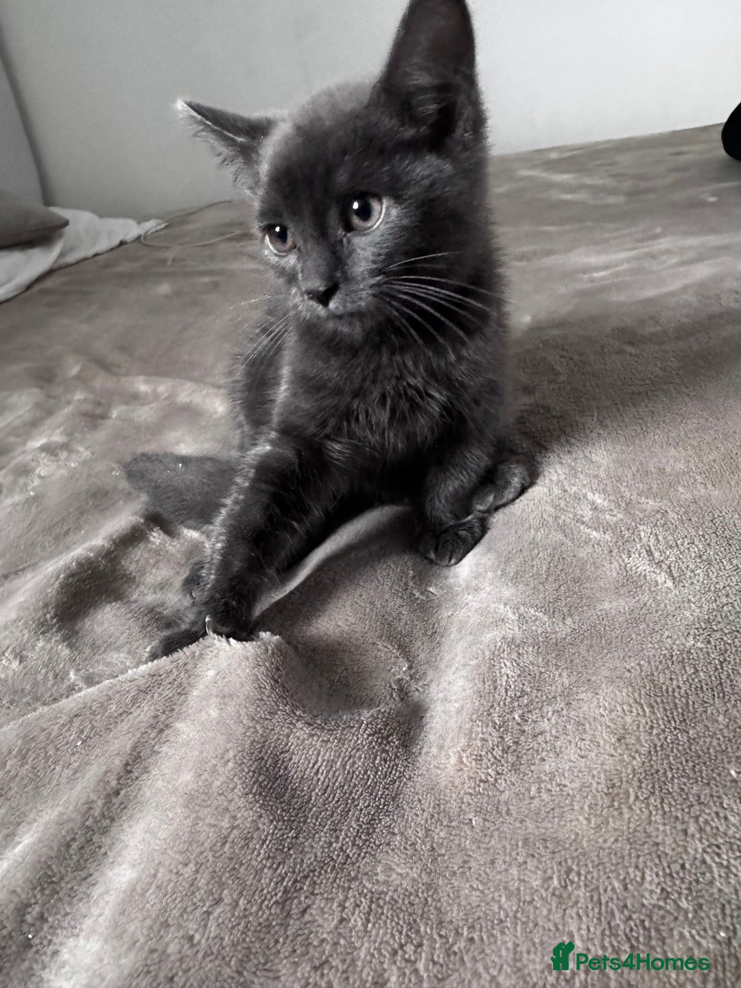 Mixed Breed cats for sale:  4 Kittens British long & short hair mixed breed. - Advert 24