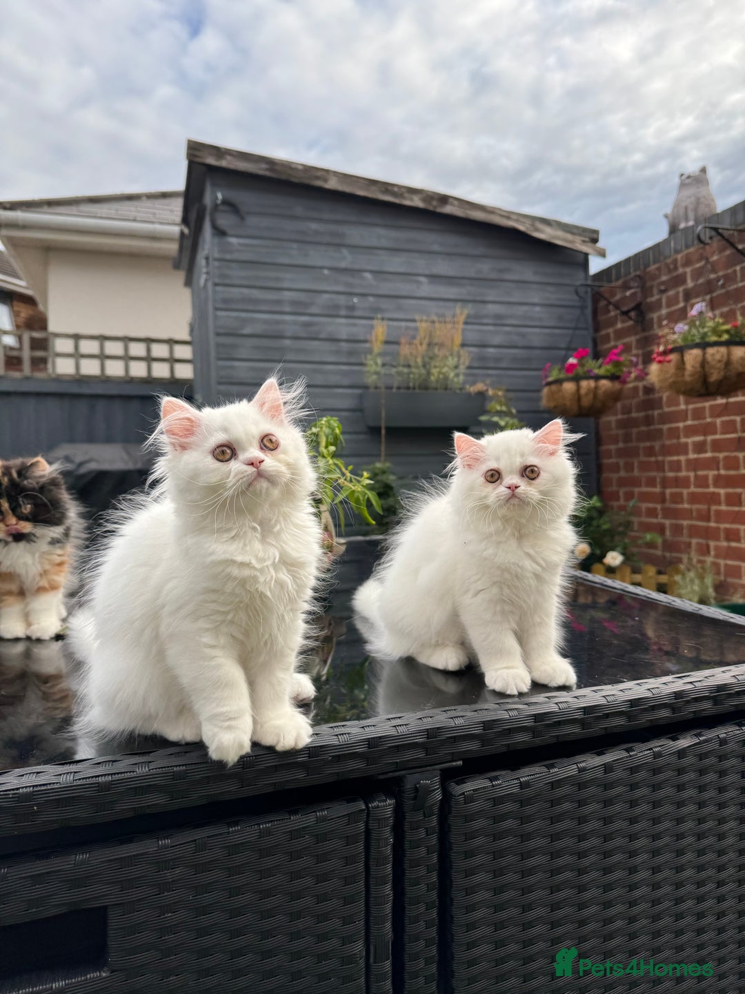 Persian cats for sale: 2 white Gorgeous Persian Boys - Image 28