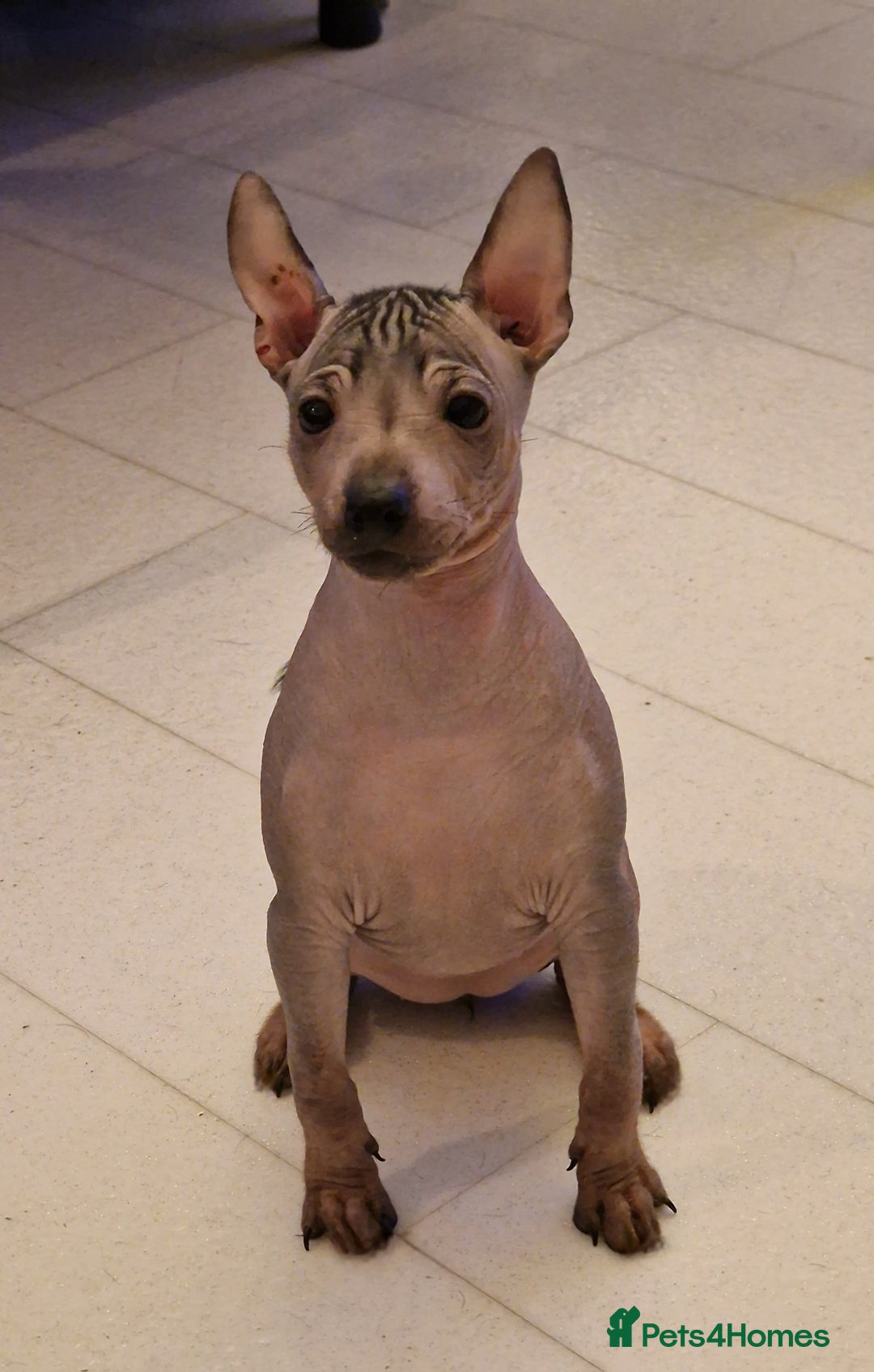 Mexican Hairless dogs for sale: Stunning mini red boy 4 months 8 week old girl . - Image 19