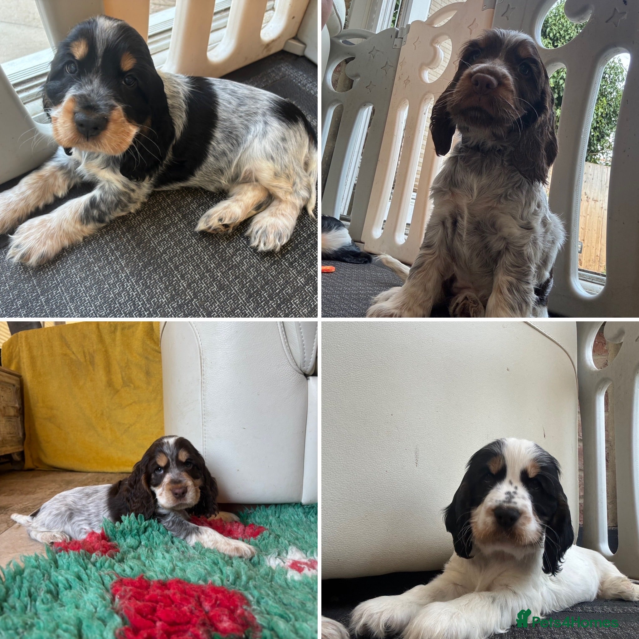 Cocker Spaniel dogs health tested KC English cocker spaniel  - Advert 18