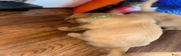 Labrador Retriever dogs for sale: Fox Red Labrador - Advert 22