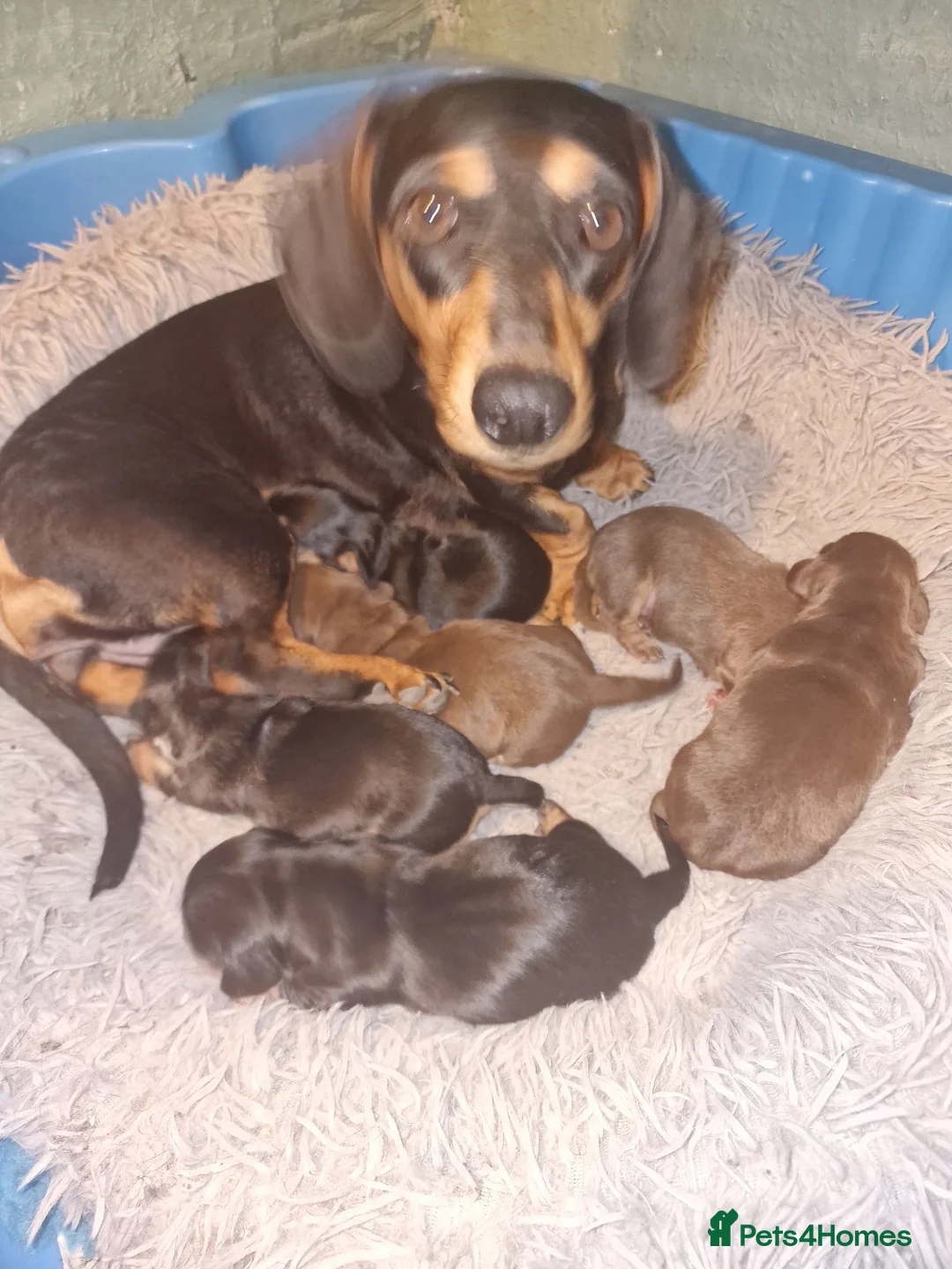 Miniature Dachshund dogs for sale: 3 miniature dachshund dogs 6 weeks - Advert 5