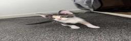 Mixed Breed cats for sale: 🐈‍⬛🐈Very unusual kittens 🐈‍⬛  - Advert 2