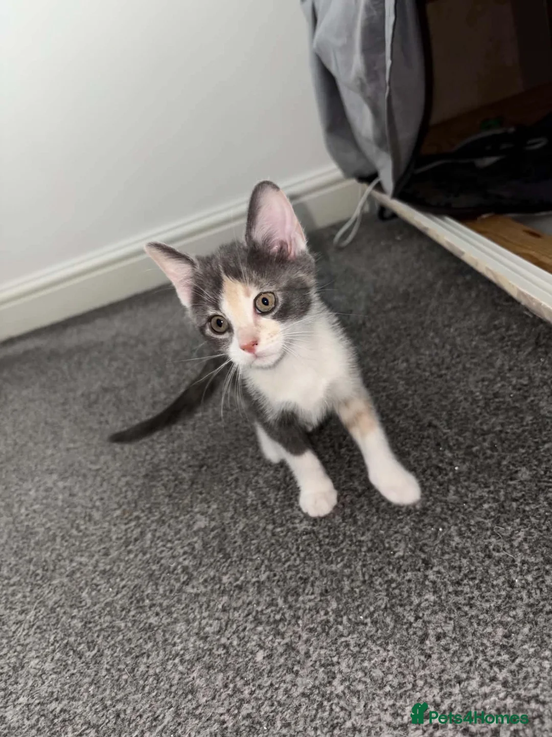 Mixed Breed cats for sale: 🐈‍⬛🐈Very unusual kittens 🐈‍⬛  - Advert 2