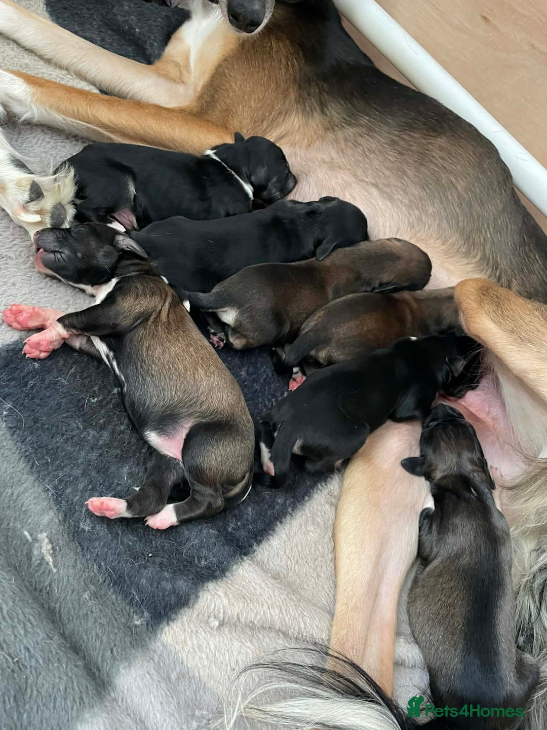 Saluki dogs for sale: Saluki puppies - Advert 6