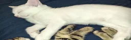 Mixed Breed cats for sale: White Male and stripy/spotty tabby males ready now - Advert 9