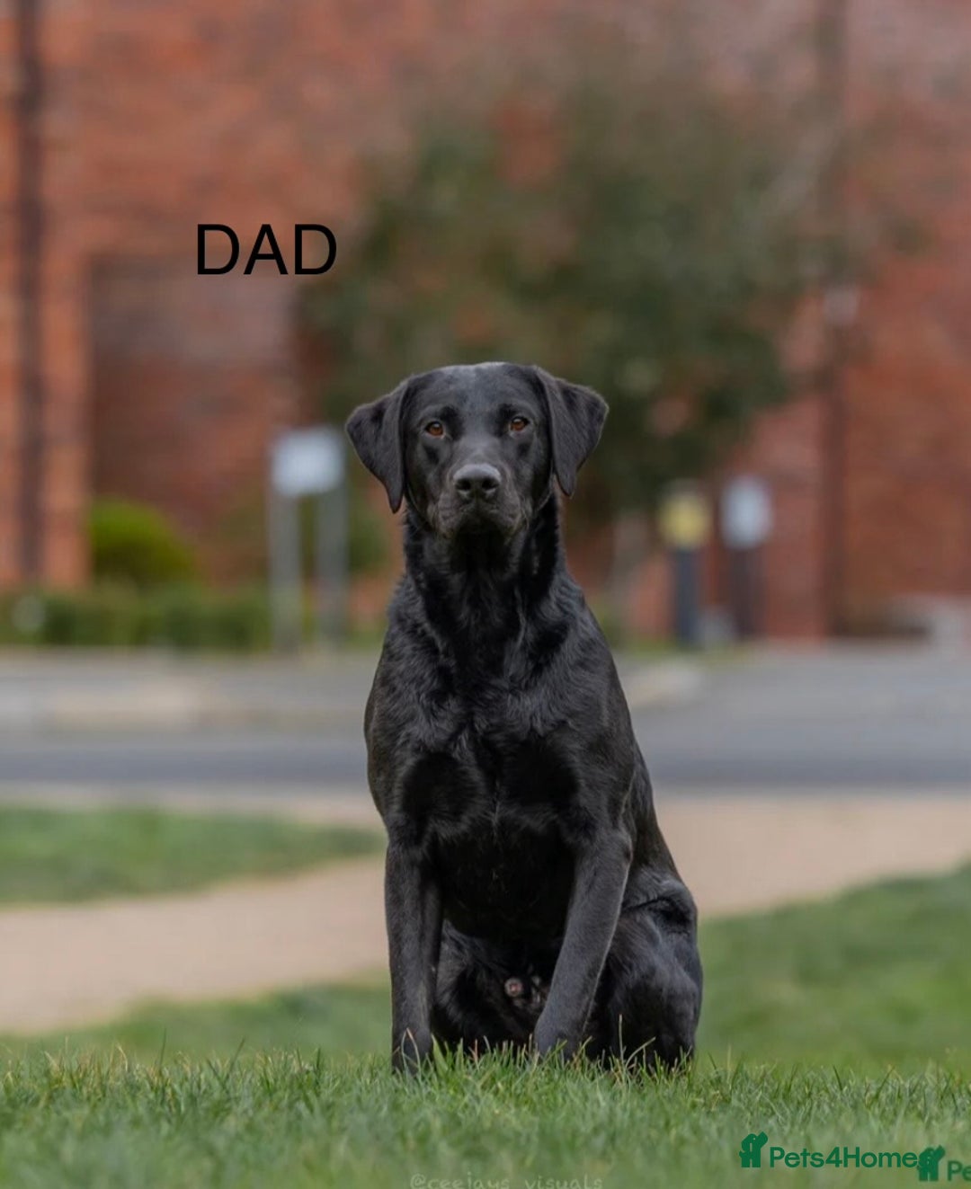 Labrador Retriever dogs for sale: Labrador puppies  - Advert 3