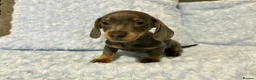 Miniature Dachshund dogs for sale: 7 beautiful puppies available  in Bradford - Advert 21