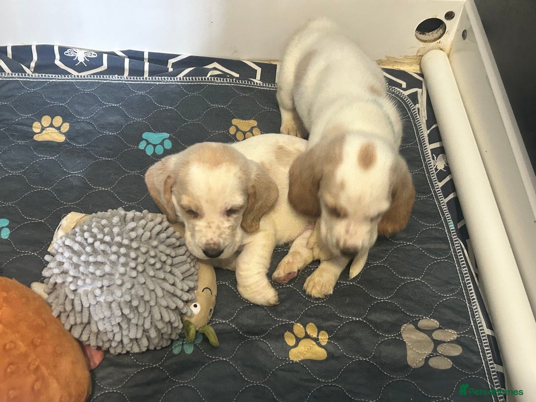 Basset Hound dogs for sale: Lemon and white basset pups - Image 4