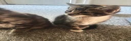 Mixed Breed cats for sale: 3 Kittens ready for their forever homes  in Swindon - Advert 7