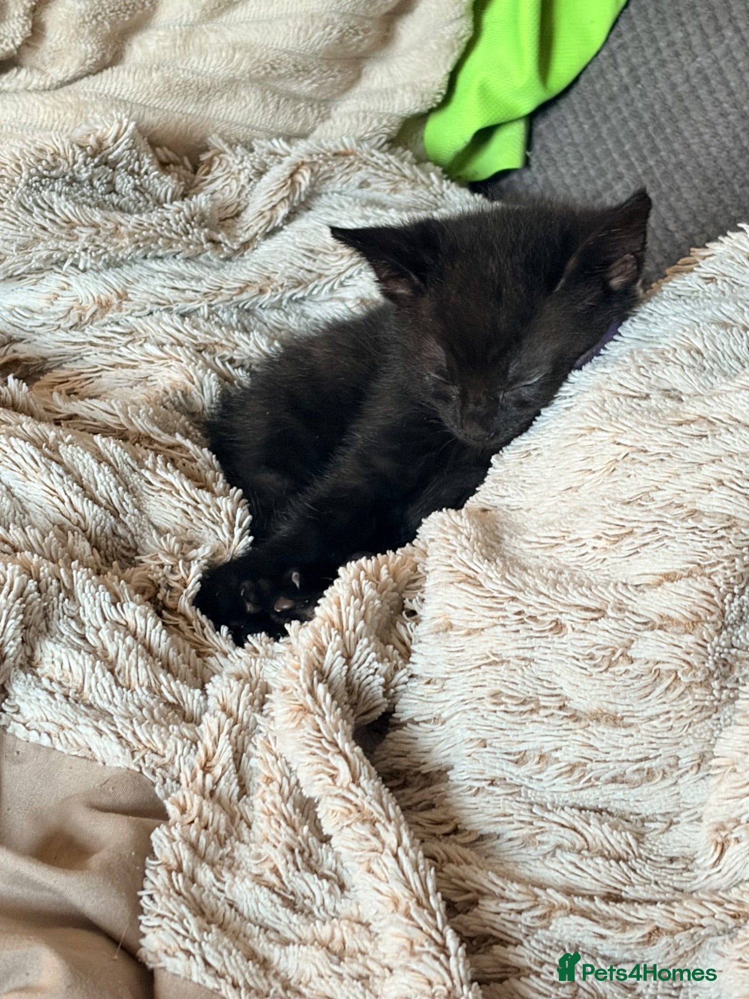 Mixed Breed cats 5 kittens for sale 2 left  - Advert 12