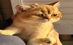 British Shorthair cats for sale: Early BLACK FRIDAY deal available  - Image 7