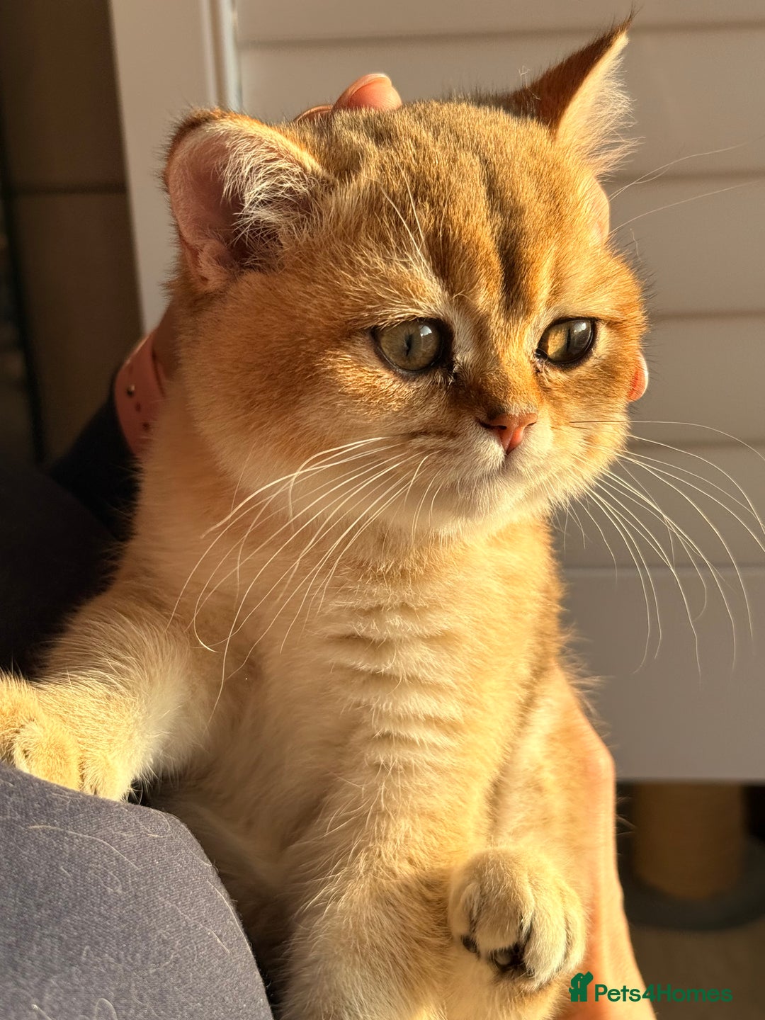 British Shorthair cats for sale: Early BLACK FRIDAY deal available  - Image 7