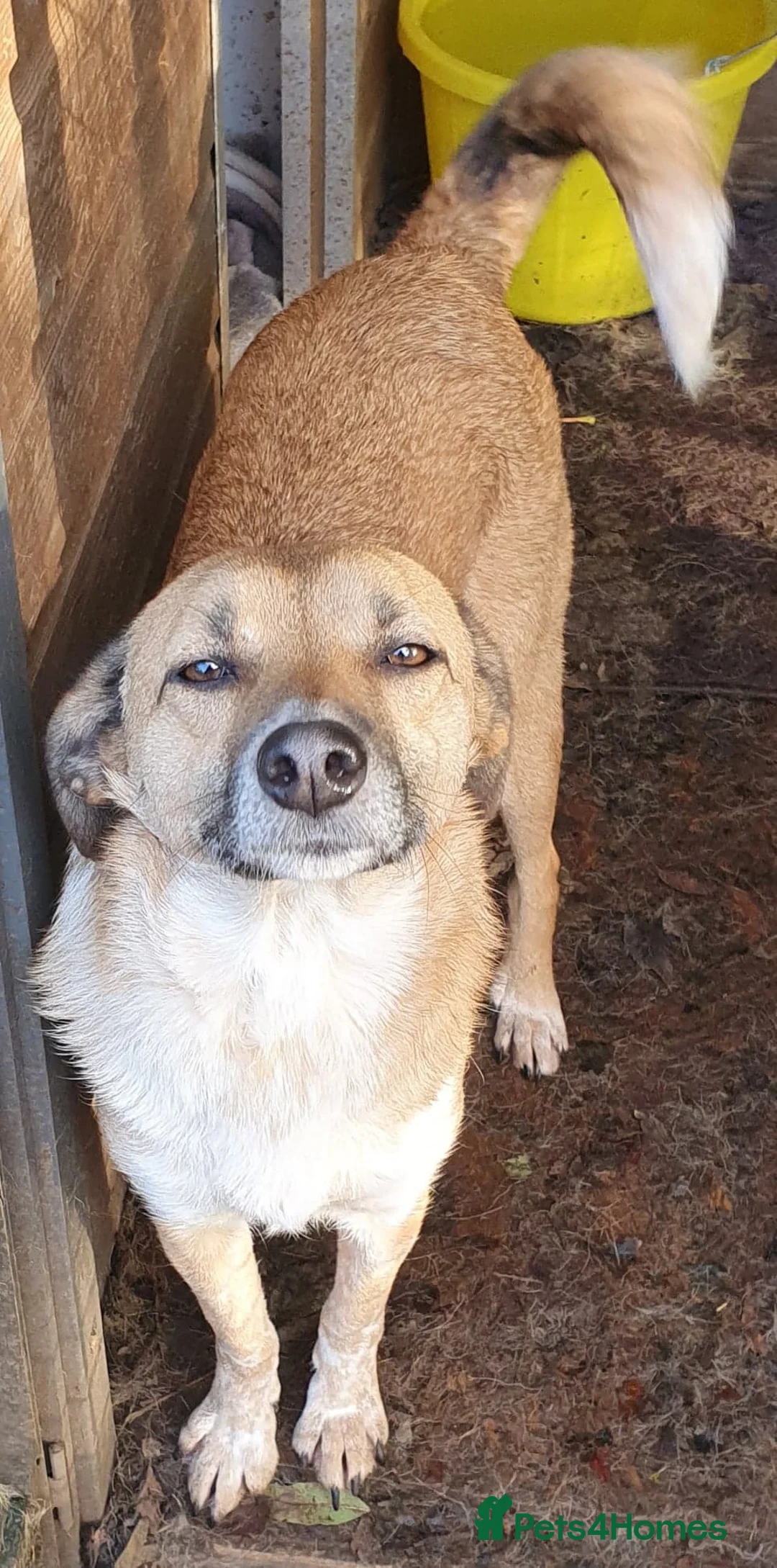 Mixed Breed dogs for adoption: Tessa and Tosca -looking for a home together in Ayr - Advert 14