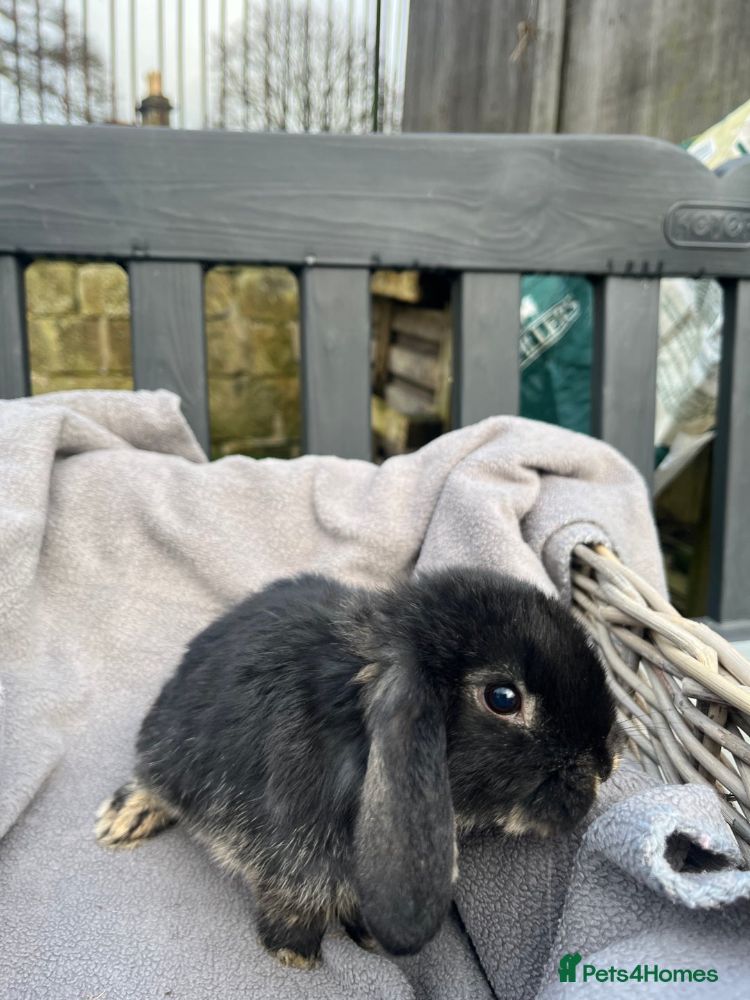 Mini Lop rabbits for sale:  Beautiful mini lops - Advert 3
