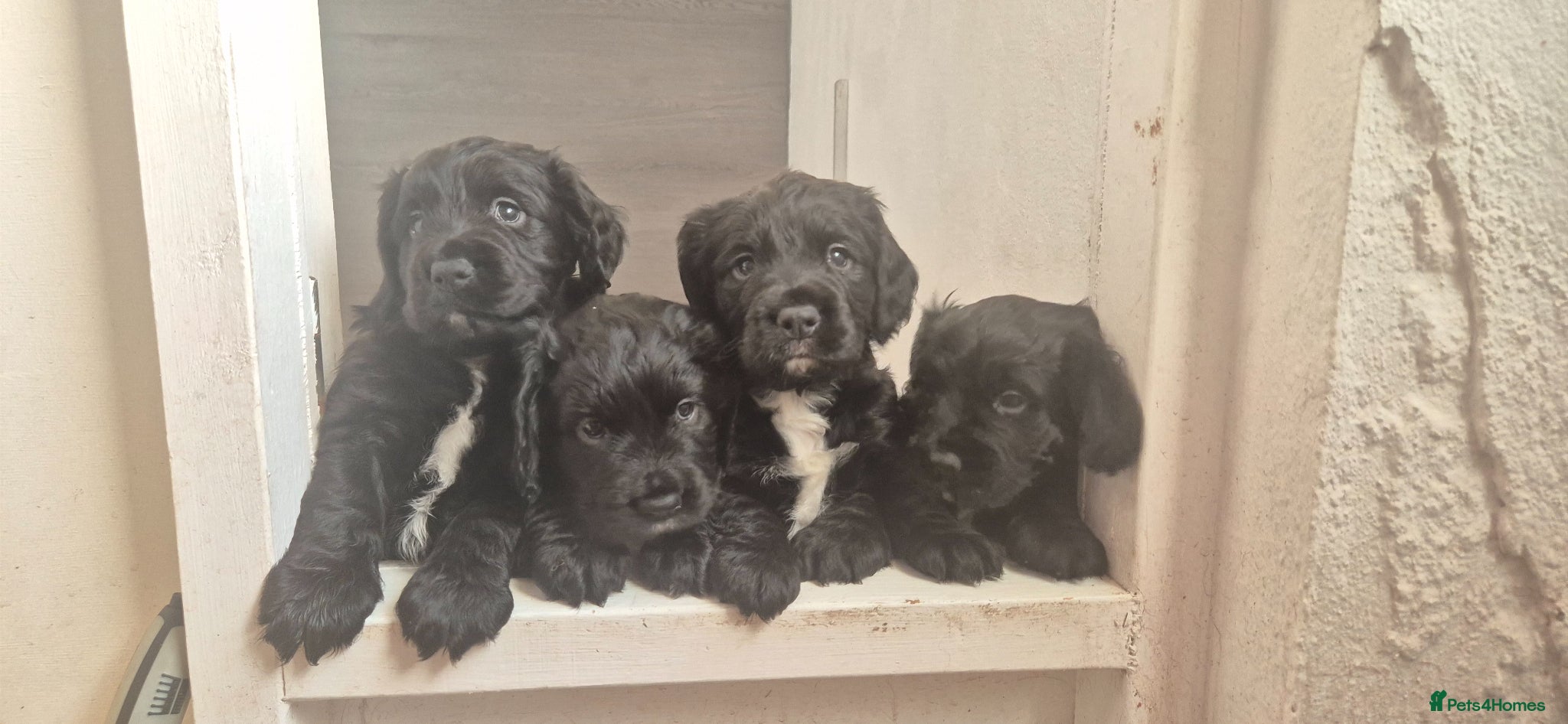 Sprocker dogs Sprocker puppies - Advert 3