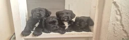 Sprocker dogs for sale: Sprocker puppies in Redruth - Advert 1