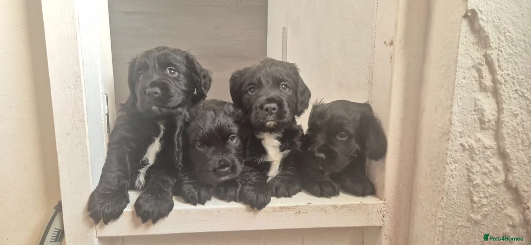 Sprocker dogs for sale: Sprocker puppies in Redruth - Advert 1