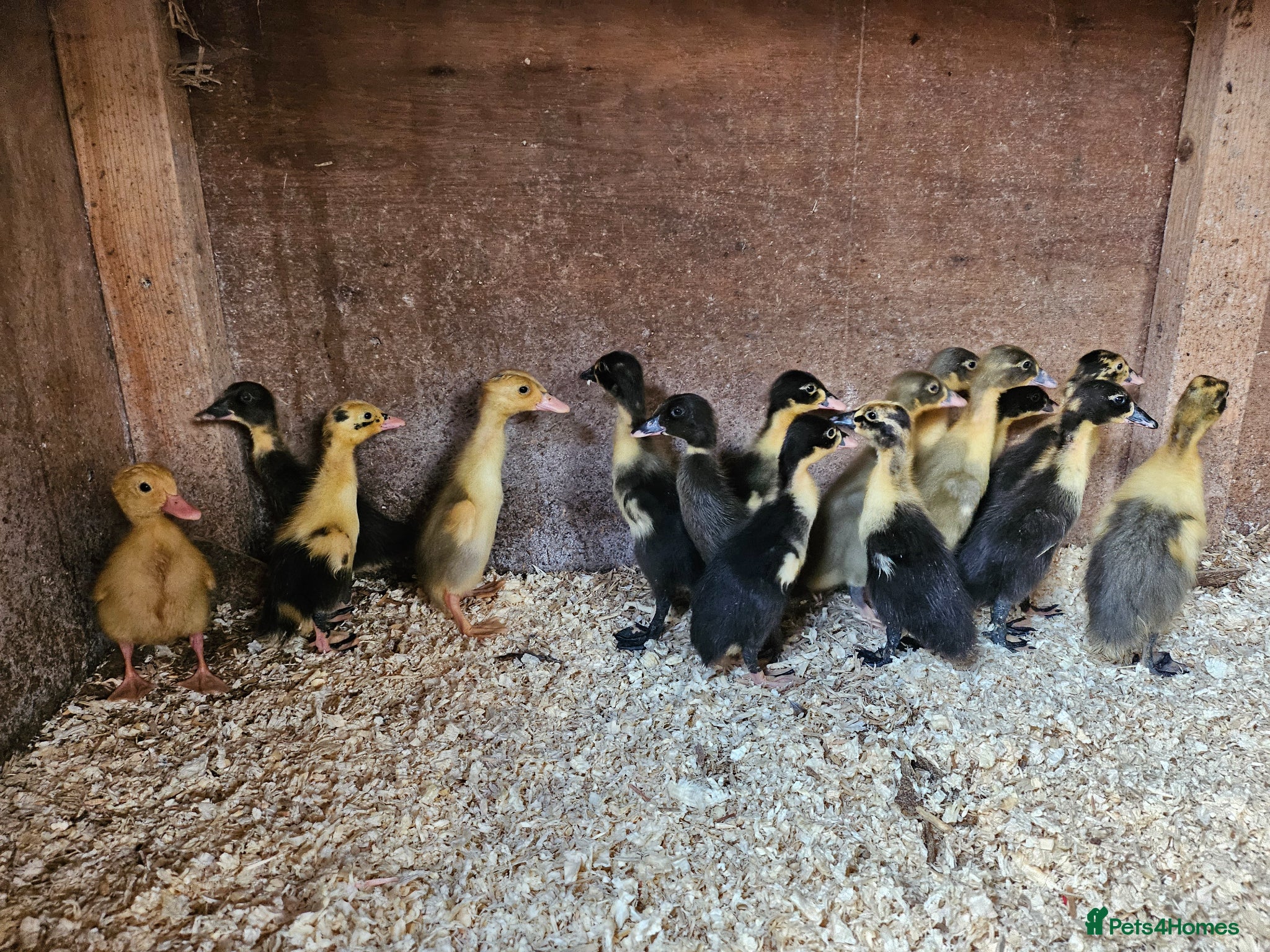 Ducks poultry Runner and Cayuga ducklings and hatching eggs - Advert 21