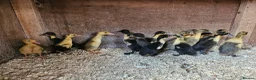 Ducks poultry for sale: Runner and Cayuga ducklings and hatching eggs - Advert 1