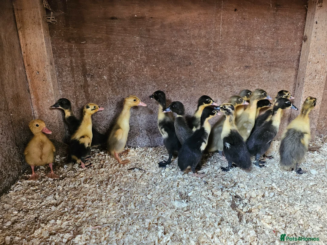 Ducks poultry for sale: Runner and Cayuga ducklings and hatching eggs - Advert 1