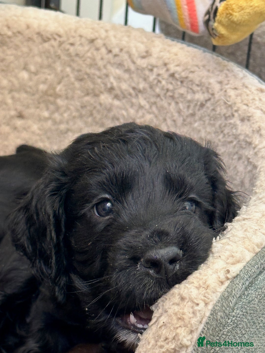 Cocker Spaniel dogs for sale: Cocker Spaniel ready for his new home - Image 3