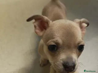 Chihuahua dogs Chihuahua puppys - Advert 2