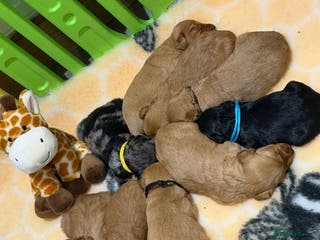 Mini Goldendoodle dogs Extensively health tested F1 goldendoodle puppies - Advert 1