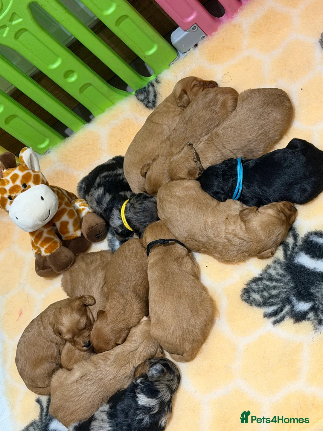 Mini Goldendoodle dogs for sale: Extensively health tested F1 goldendoodle puppies  - Advert 7