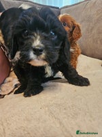 Cavapoo dogs Miniature cavapoo puppies - Advert 1