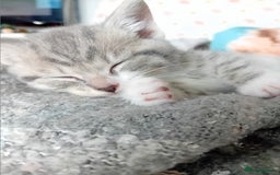British Shorthair cats for sale: Adorable blue grey kittens - Image 8