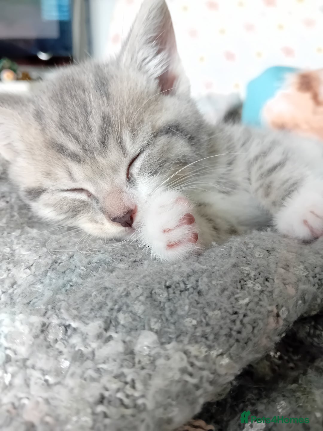 British Shorthair cats for sale: Adorable blue grey kittens - Image 8