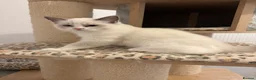 Ragdoll cats for sale: Pedigree ragdoll - Advert 9