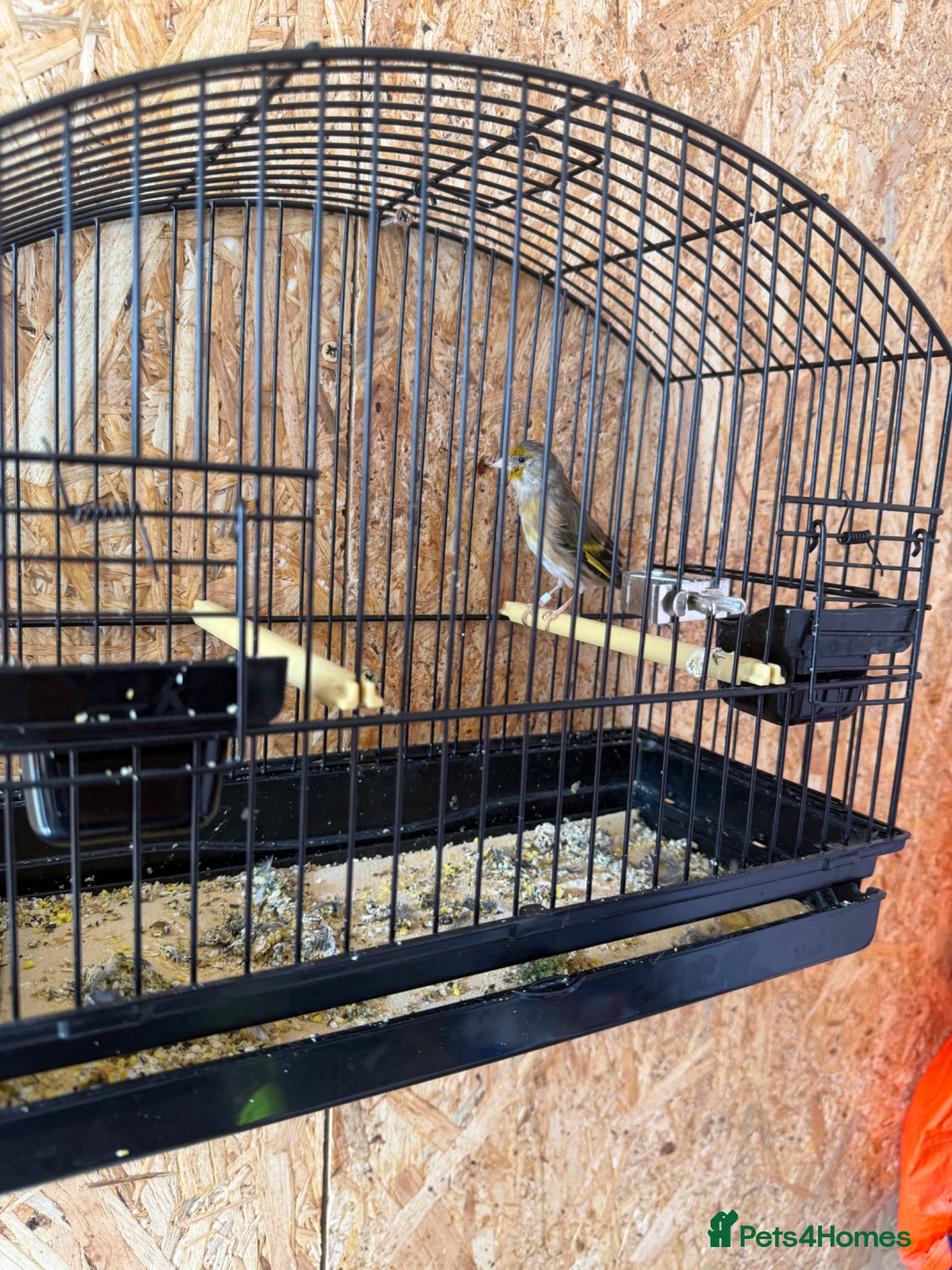 Canaries birds Goldfinch mule - Advert 2