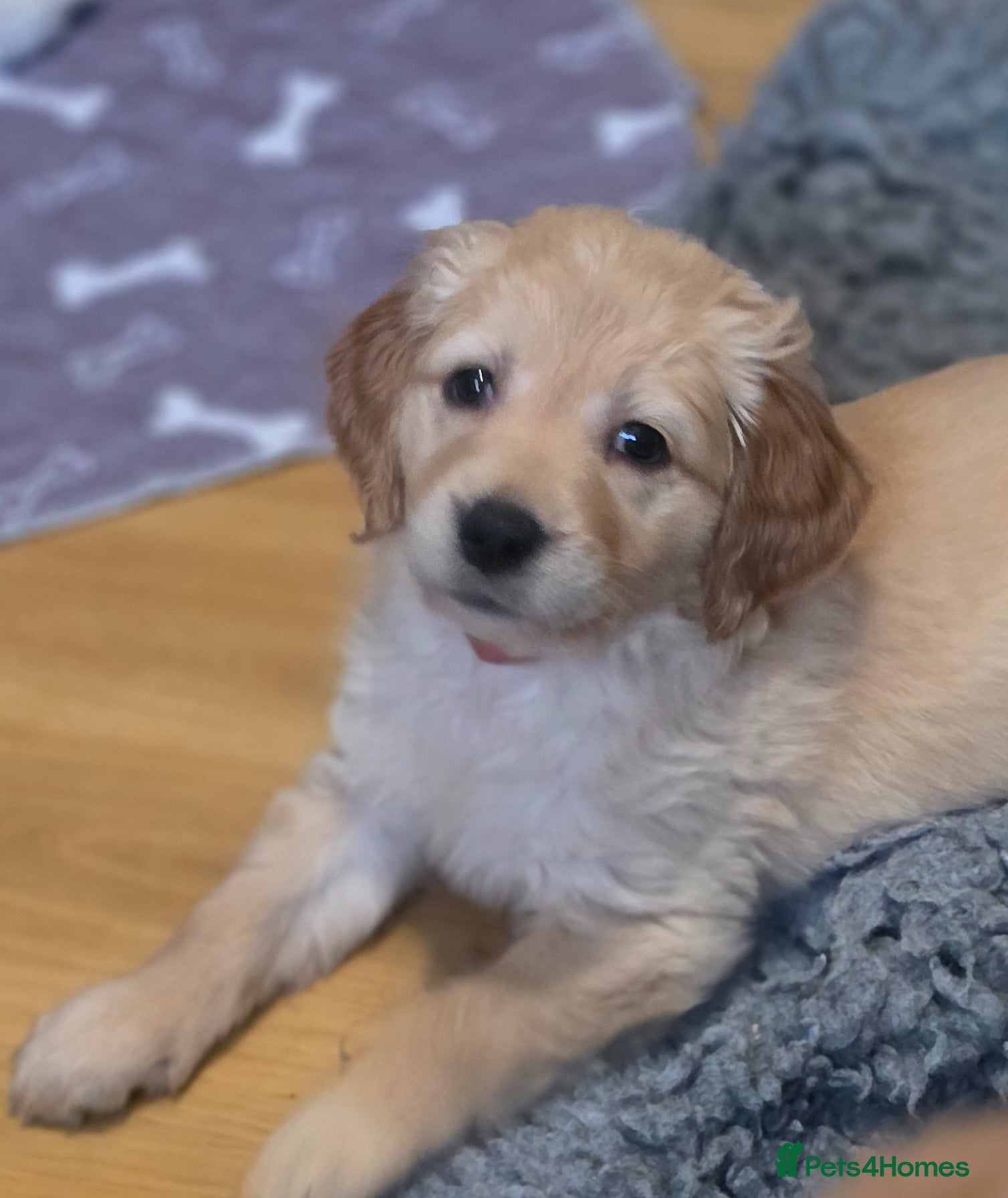 Golden Retriever dogs Selective litter from health tested parents - Advert 2