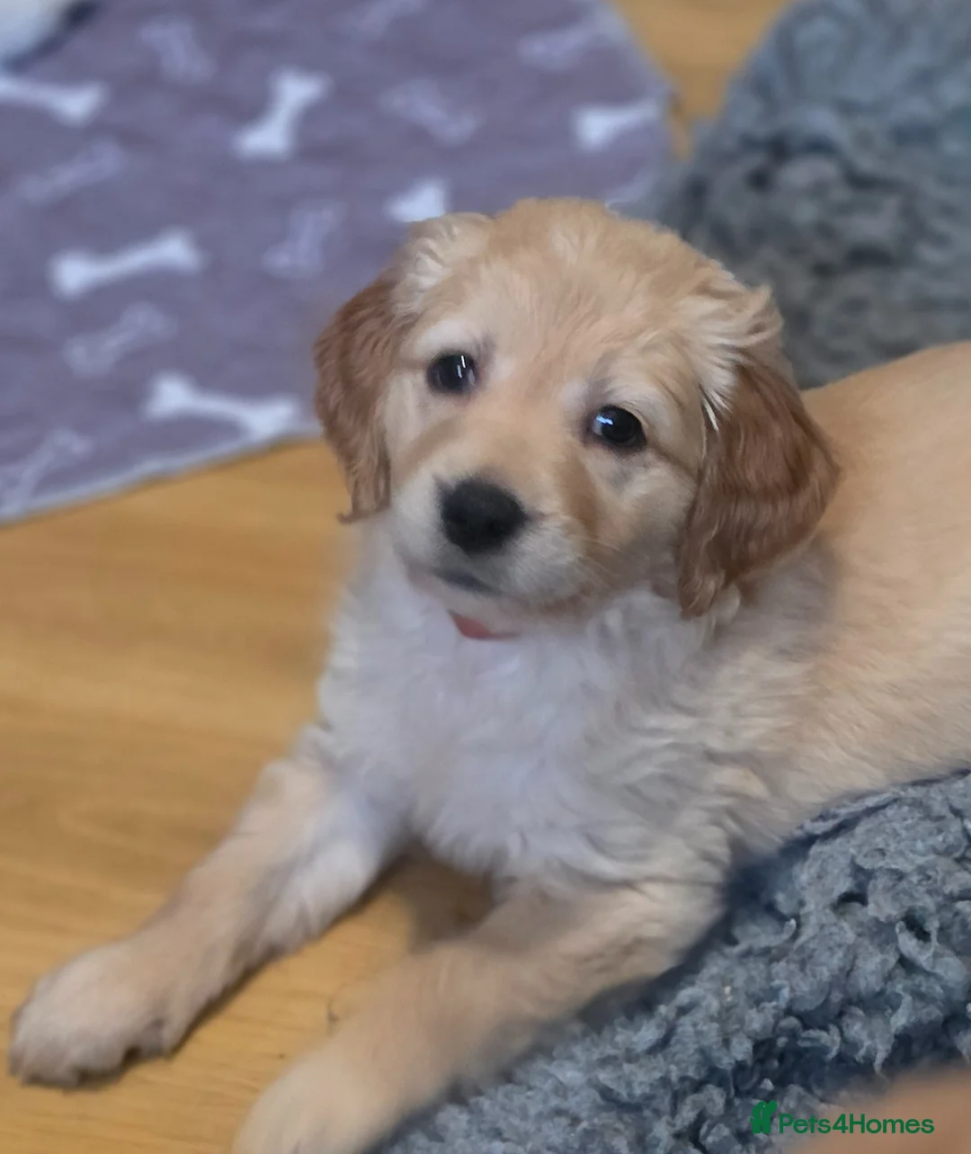 Golden Retriever dogs for sale: Selective litter from health tested parents - Advert 2