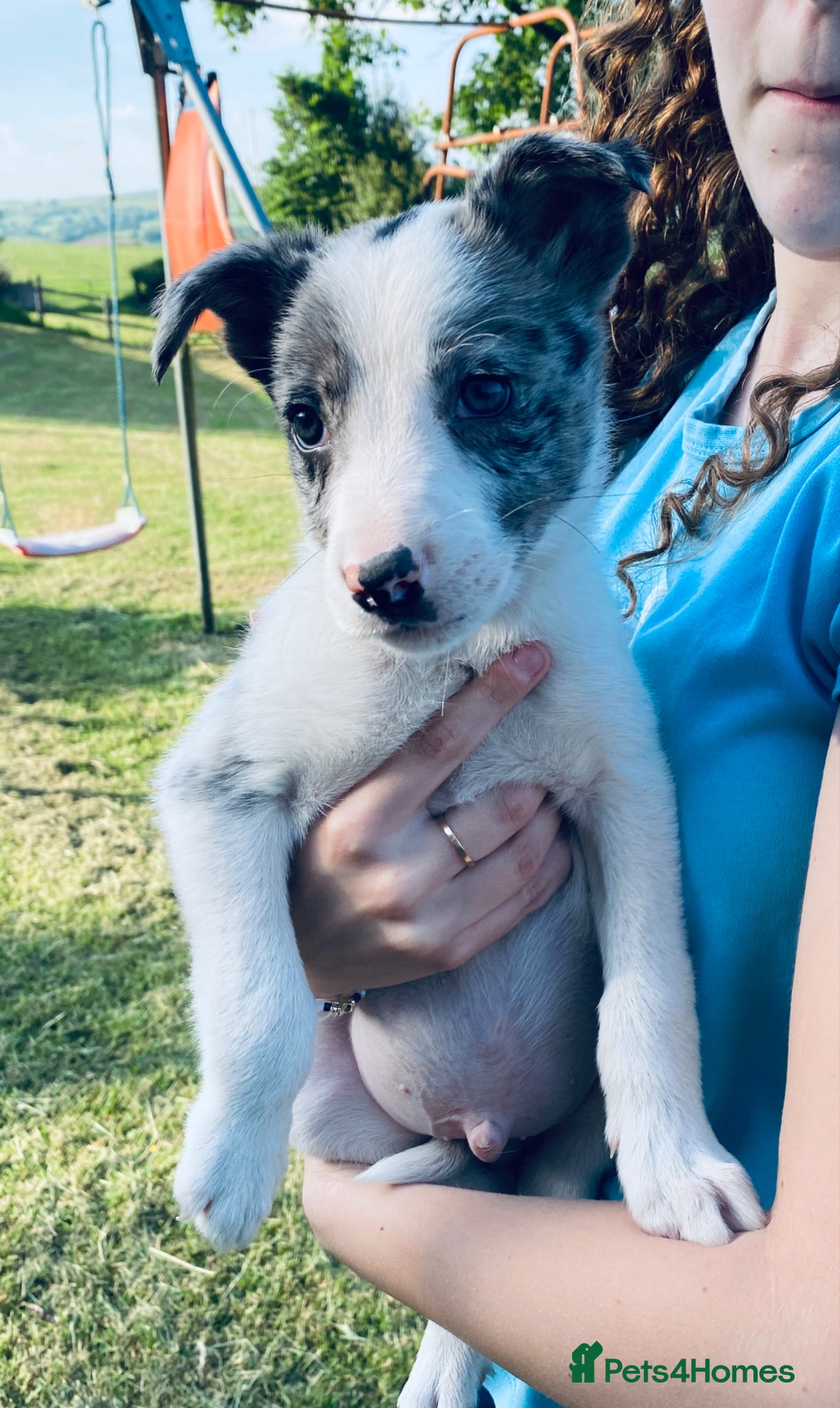 Border Collie dogs for sale: Super litter of border collies - Advert 2