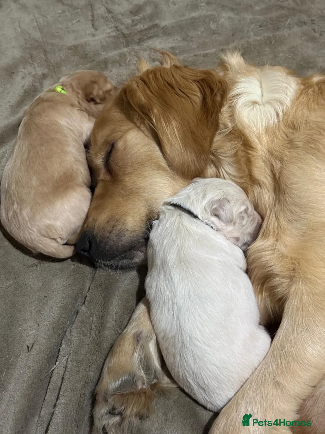 Goldendoodle dogs for sale: Quality Health Tested Goldendoodles - Advert 18