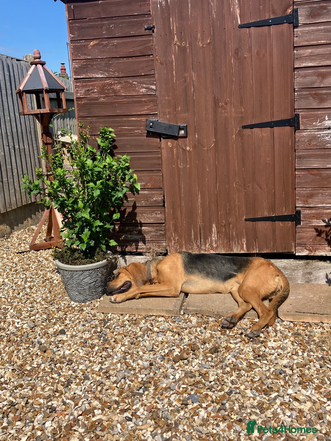 Bloodhound dogs for sale: Rehoming Bloodhound 4 years old  - Image 2
