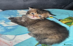 Scottish Fold cats for sale: 5 British Longhair and Scottish Straight kittens  - Image 8